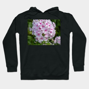 Beautiful White And Pink Centred Phlox Paniculata Flower Hoodie